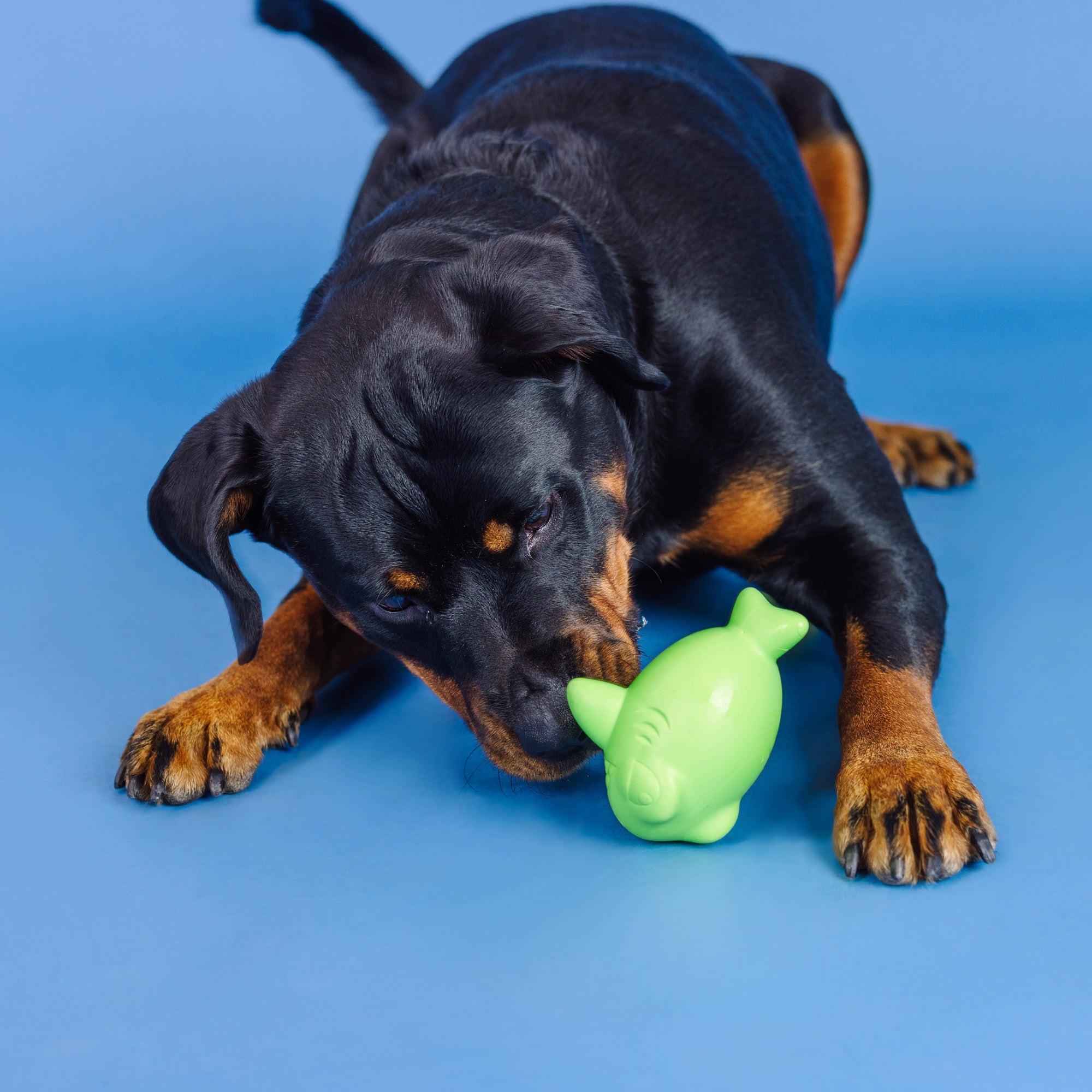 Catch Ya Later Lime Rubber Dog Toy