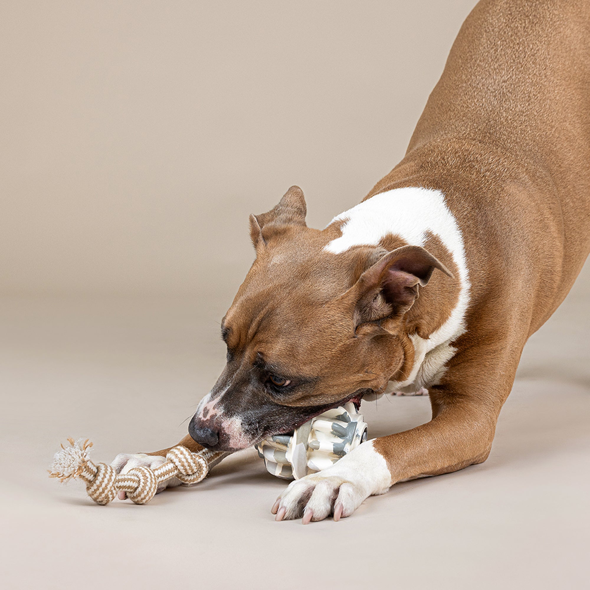 Shape-Shifter Rubber Dog Toy