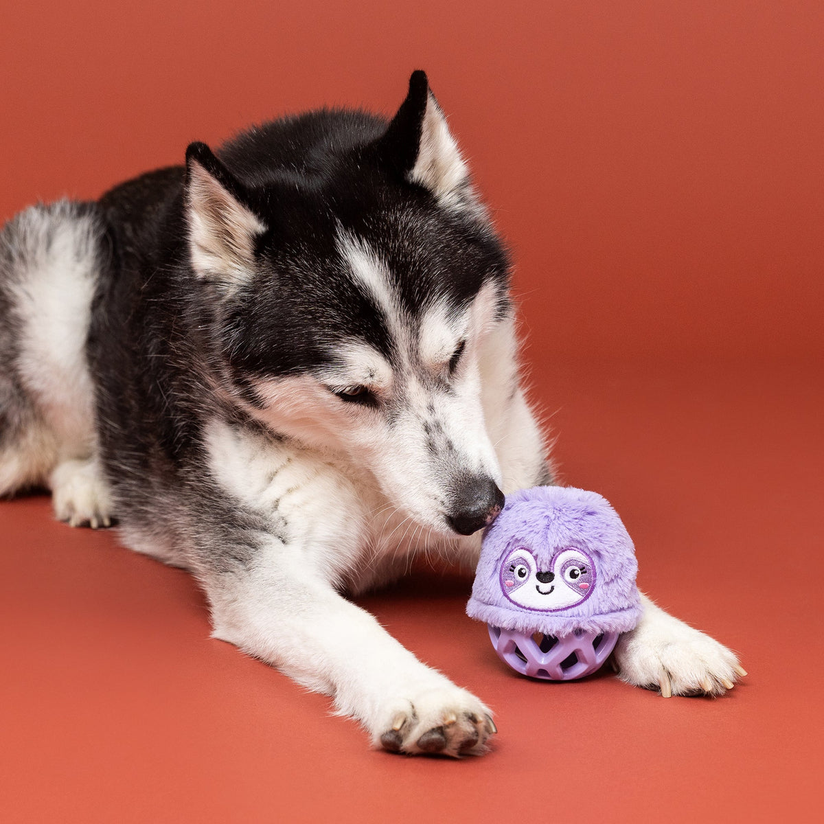 Not Fast Not Furious Rubber/Plush Dog Toy