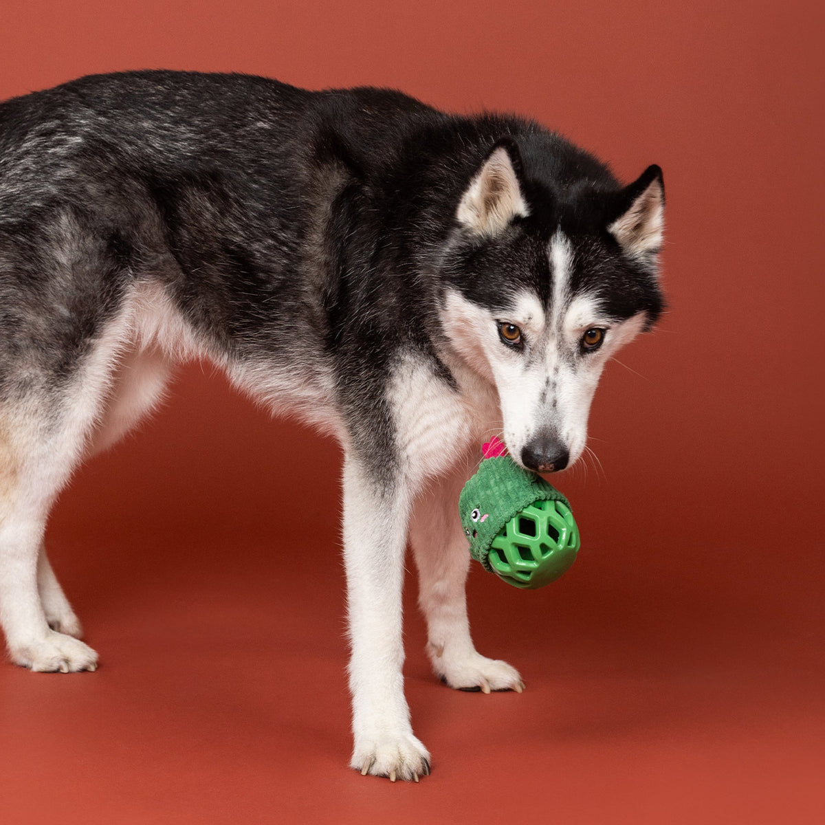 Prickly But Sweet Rubber/Plush Dog Toy