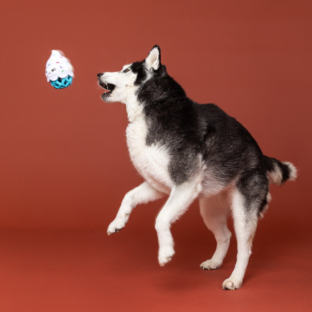 Here For The Cupcakes Rubber/Plush Dog Toy