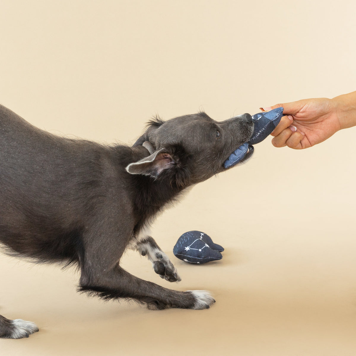 It's In The Stars Mini Toys