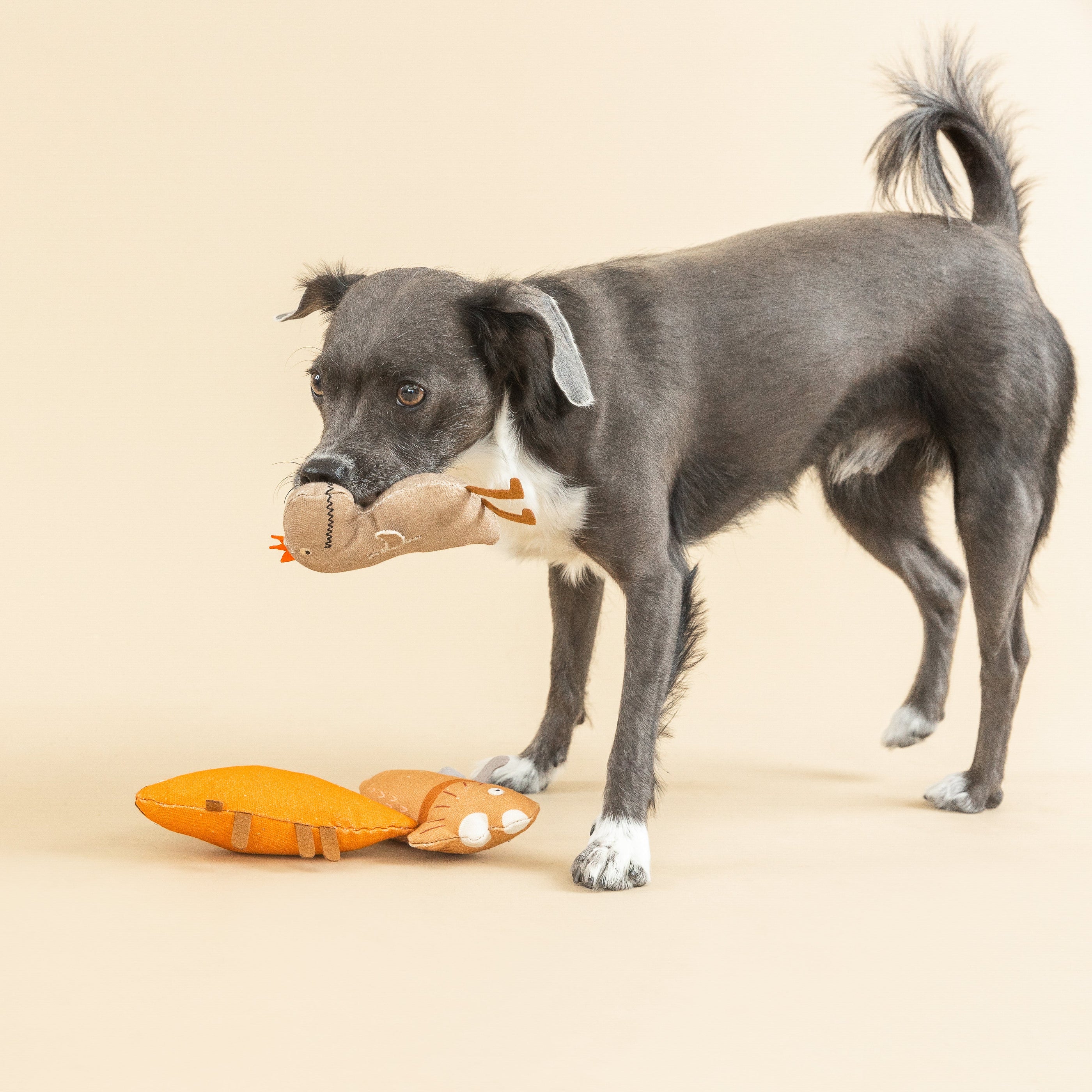 We Came. We Saur. 3pc Mini Canvas Dog Toy Set