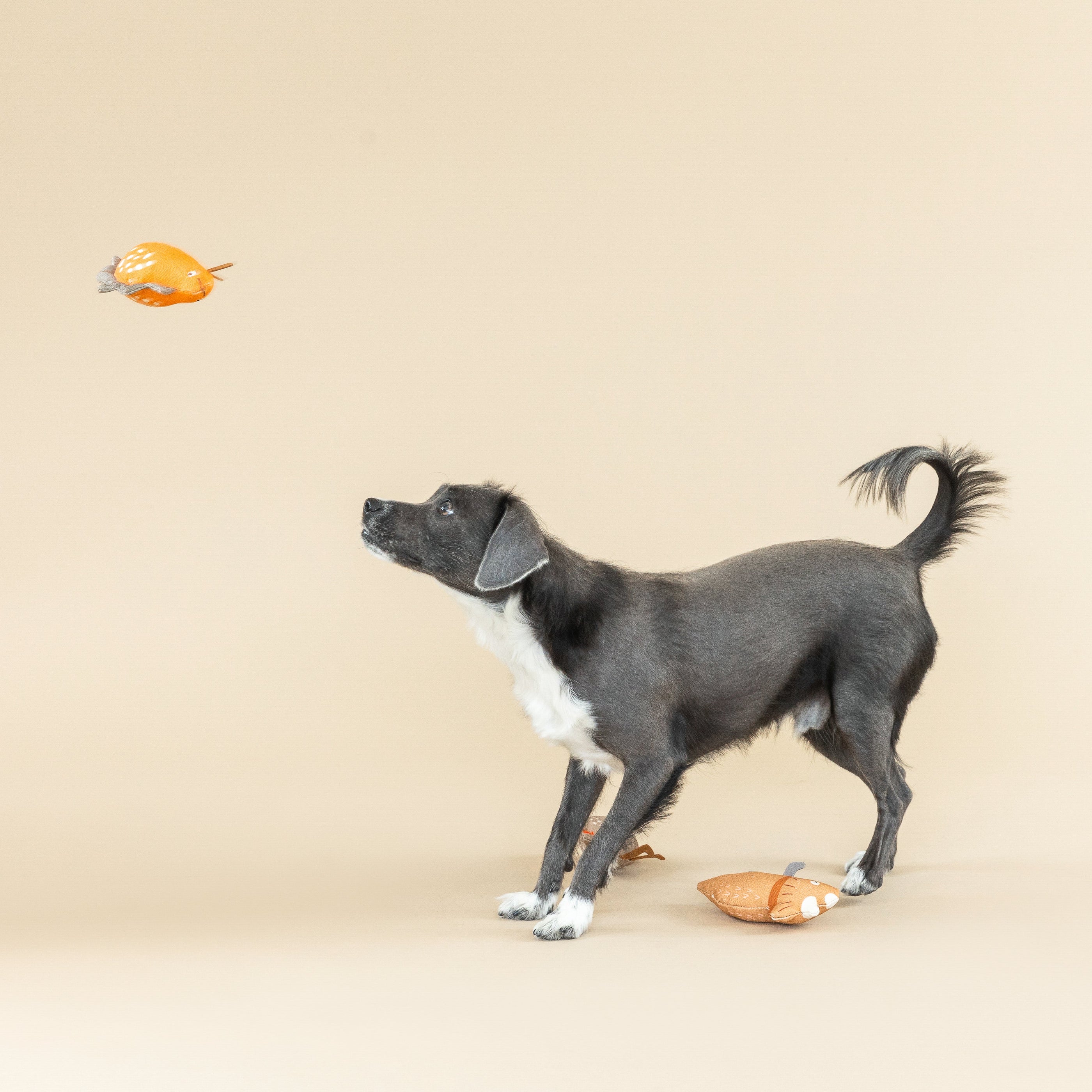 We Came. We Saur. 3pc Mini Canvas Dog Toy Set