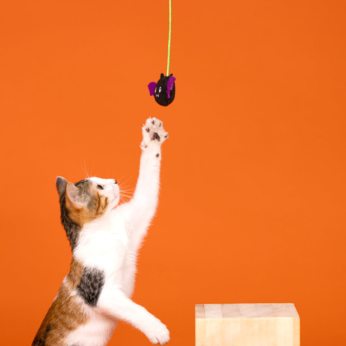 Blind and Seek 6pc Cat Toy Set