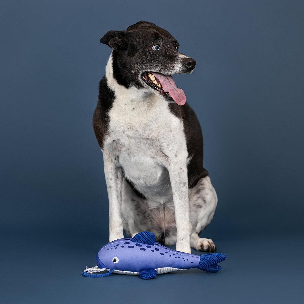 Wagsdale The Reel Deal! Floating Dog Toy