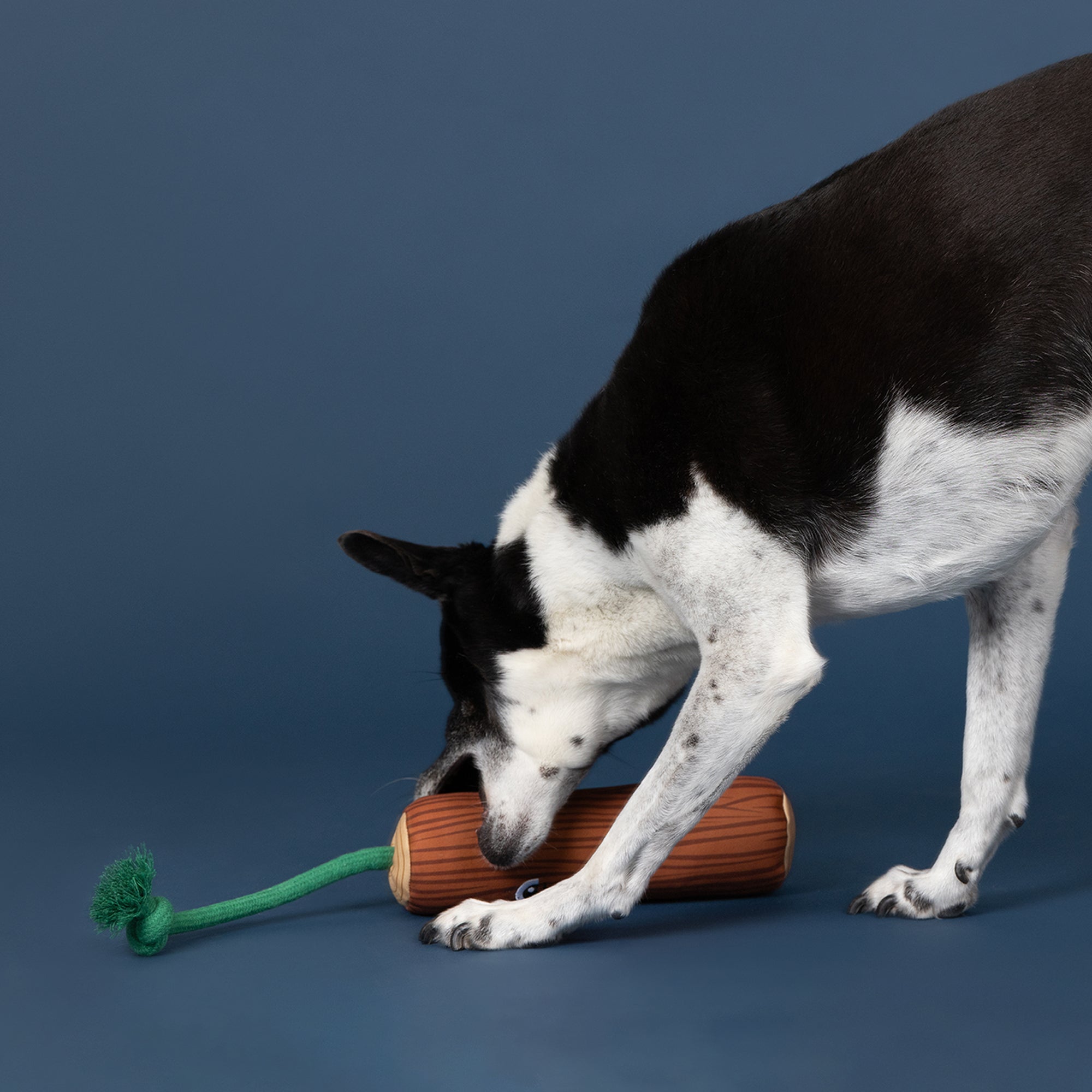 Wagsdale Go Fetch! Floating Dog Toy
