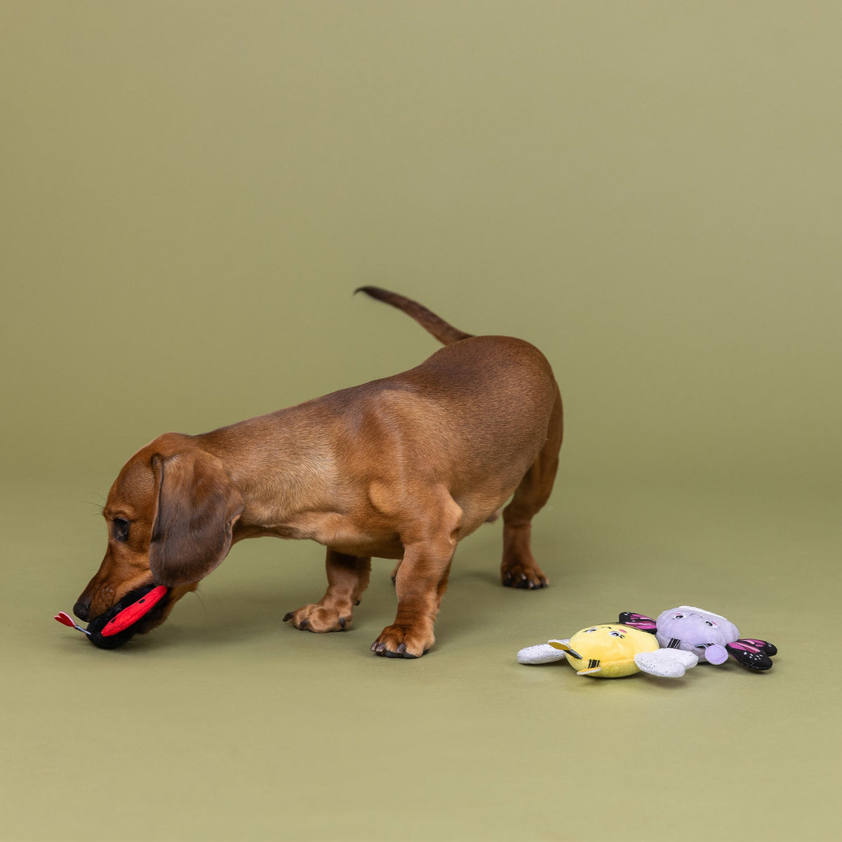 We'Re Super Fly 3pc Mini Plush Dog Toy Set