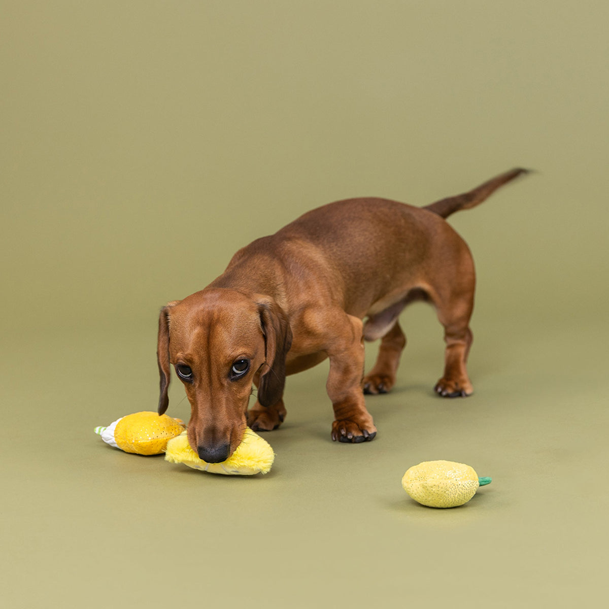 Sour You Doing? 3pc Mini Plush Dog Toy Set