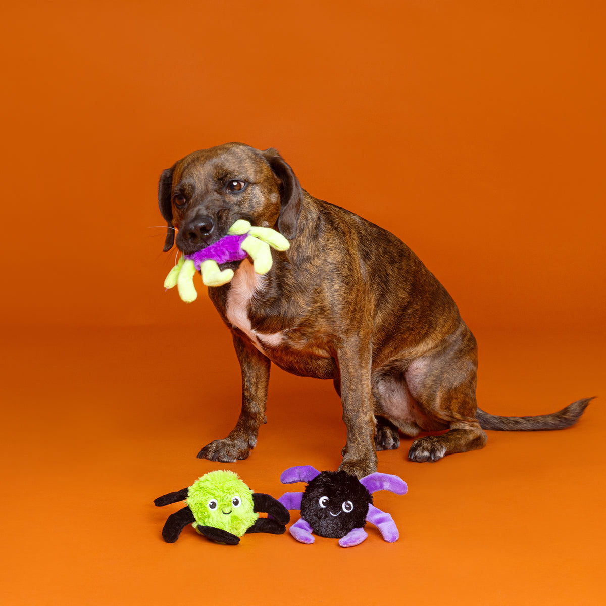Webbed In Mischief 3pc Mini Plush Dog Toy Set