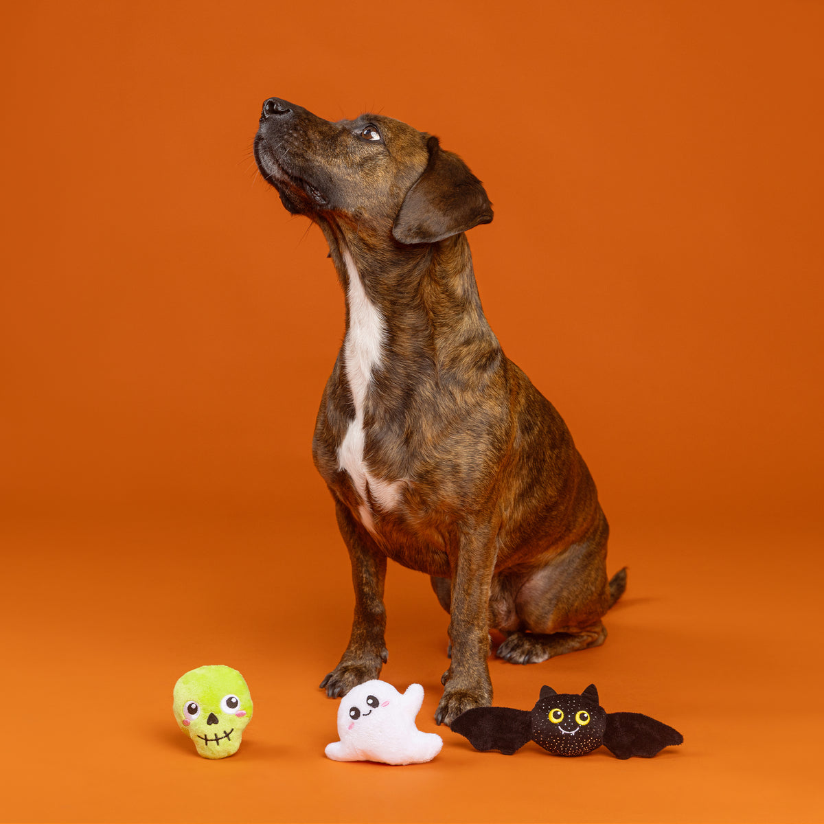 Boo Yah! 3pc Mini Plush Dog Toy Set