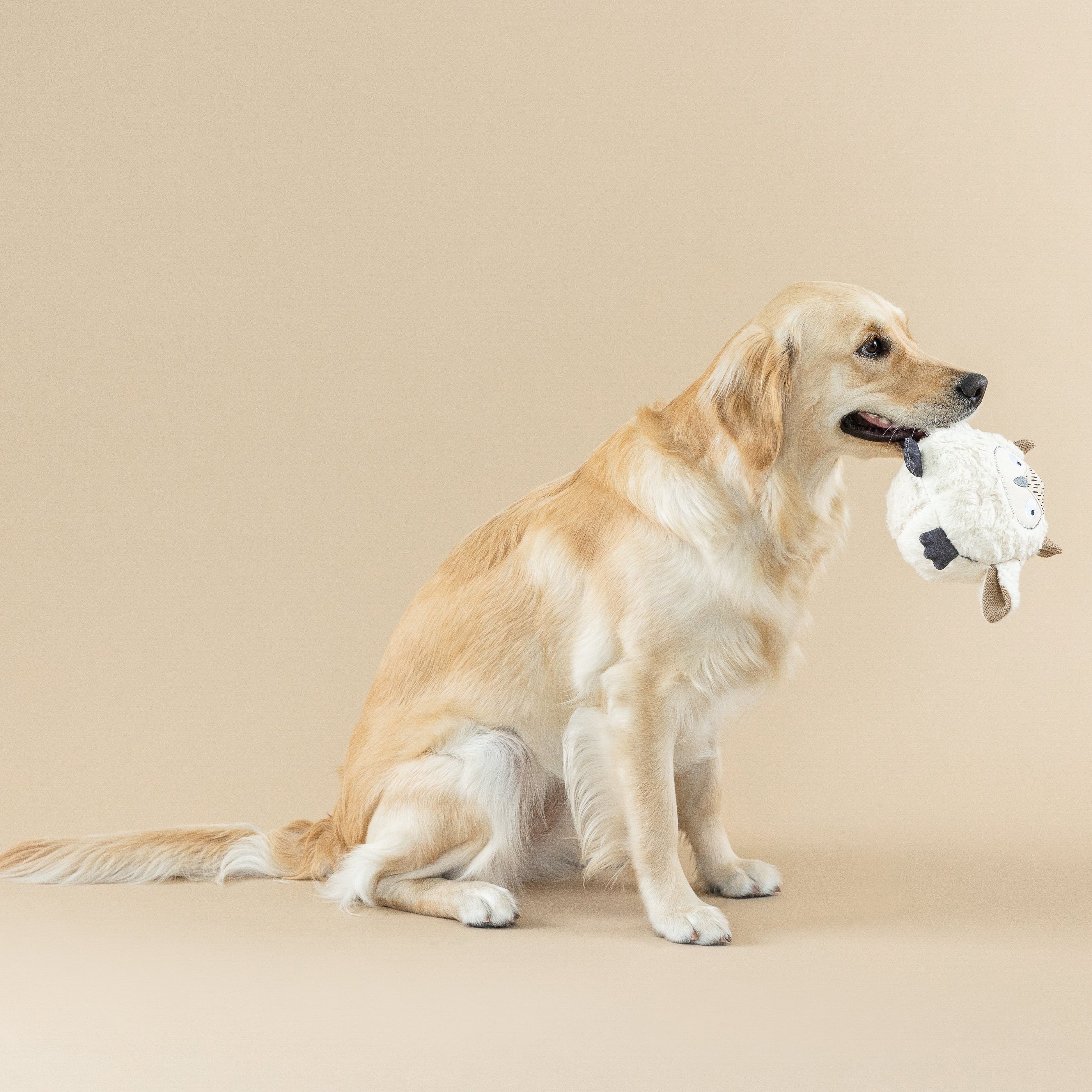 Whoooooo's There Earth Friendly Dog Toy
