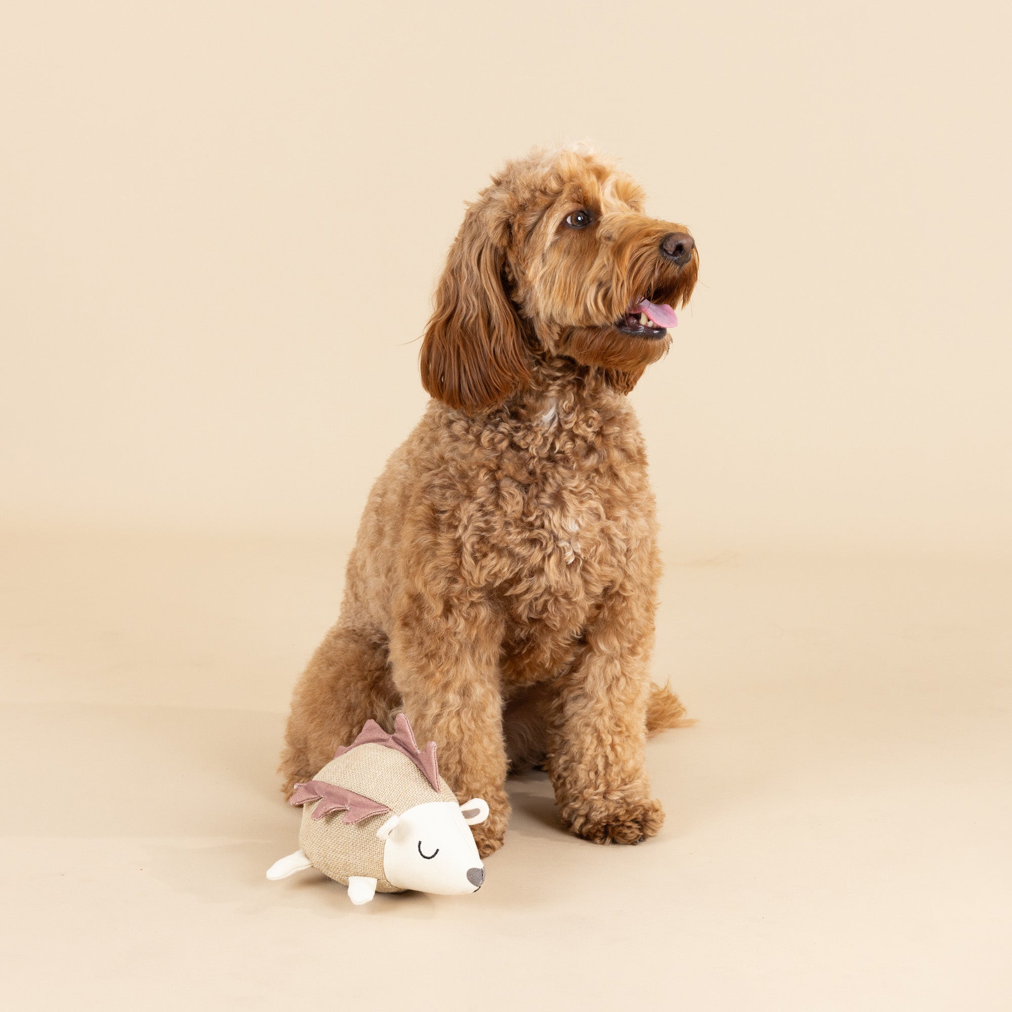 Hedgy Earth Friendly Dog Toy