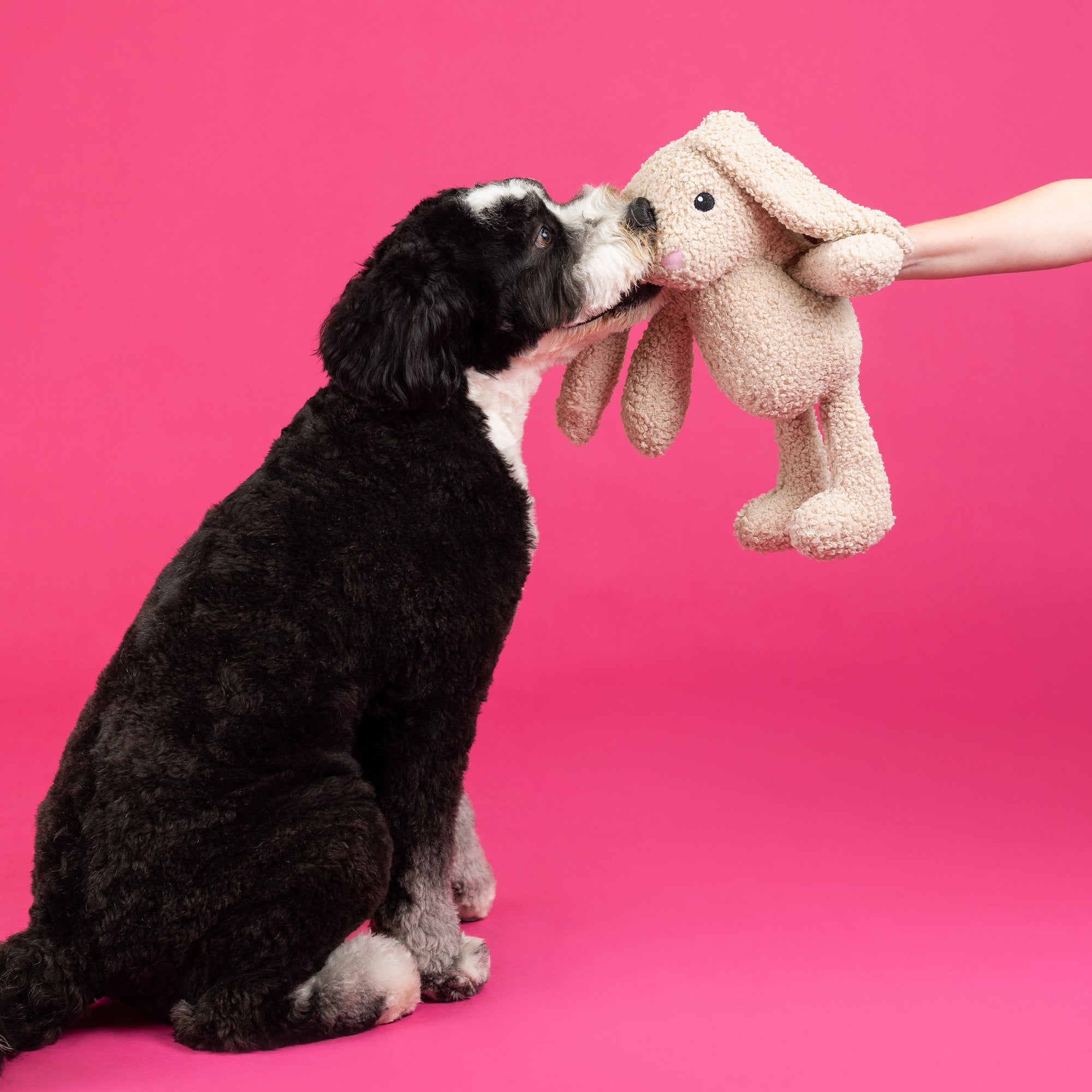 Hoppy To See You Large Plush Dog Toy