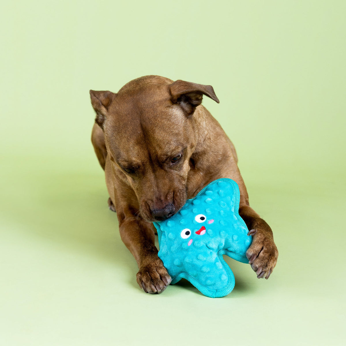 I'm A Star Durable Plush Dog Toy