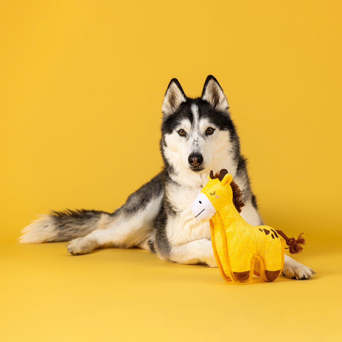 Head Above the Rest Durable Plush Dog Toy