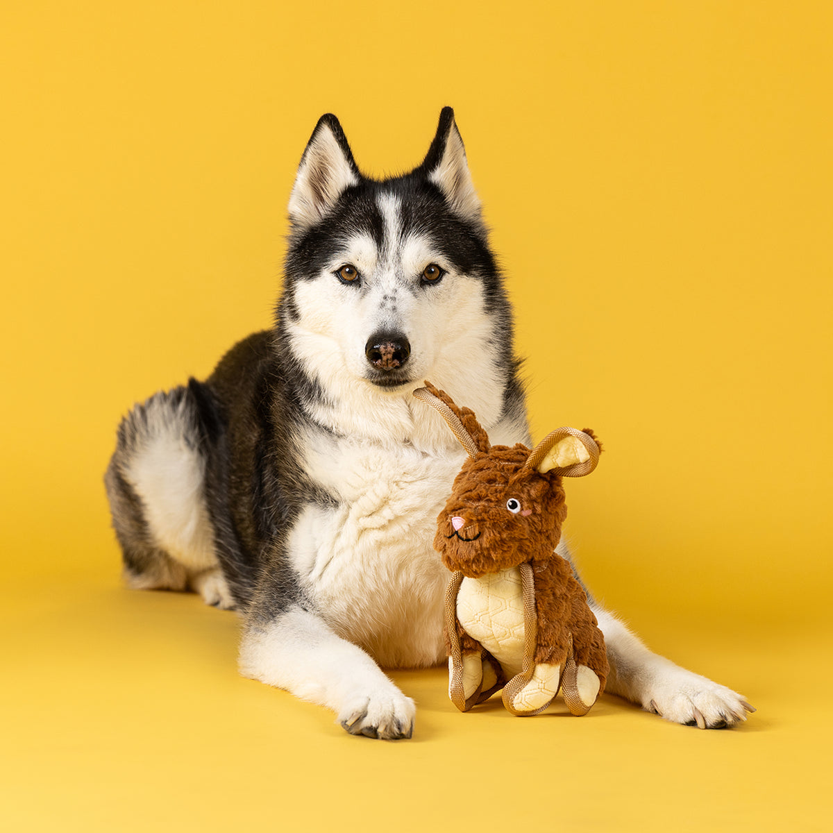 Ear To Be Hoppy Durable Plush Dog Toy