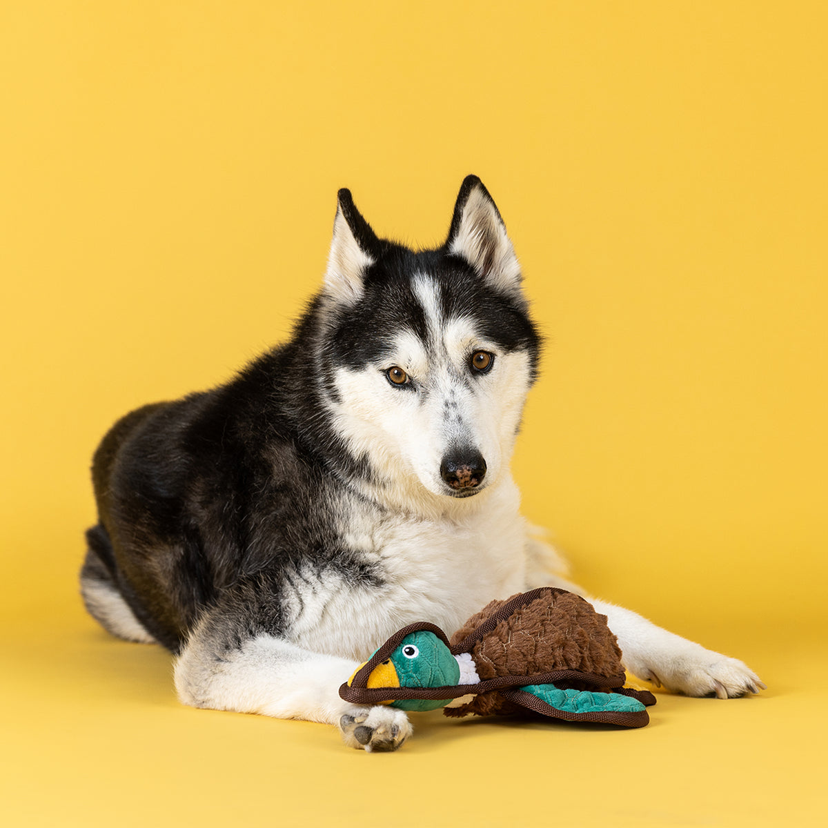 Heading South Durable Plush Dog Toy