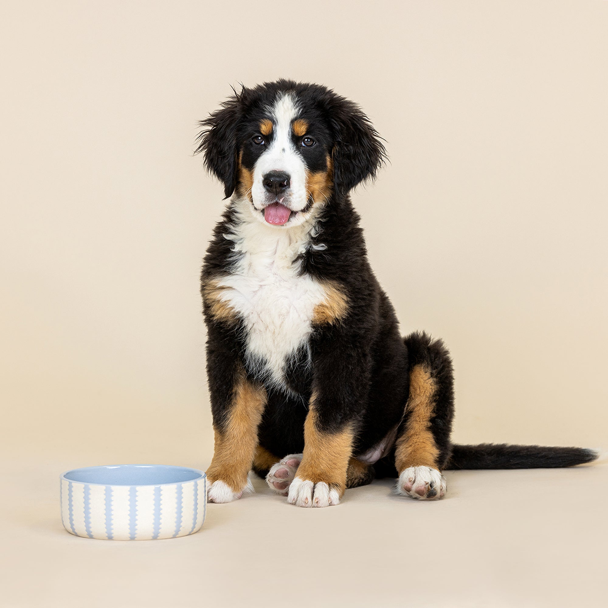 Rounded Scallop Powder Blue Medium Dog Bowl