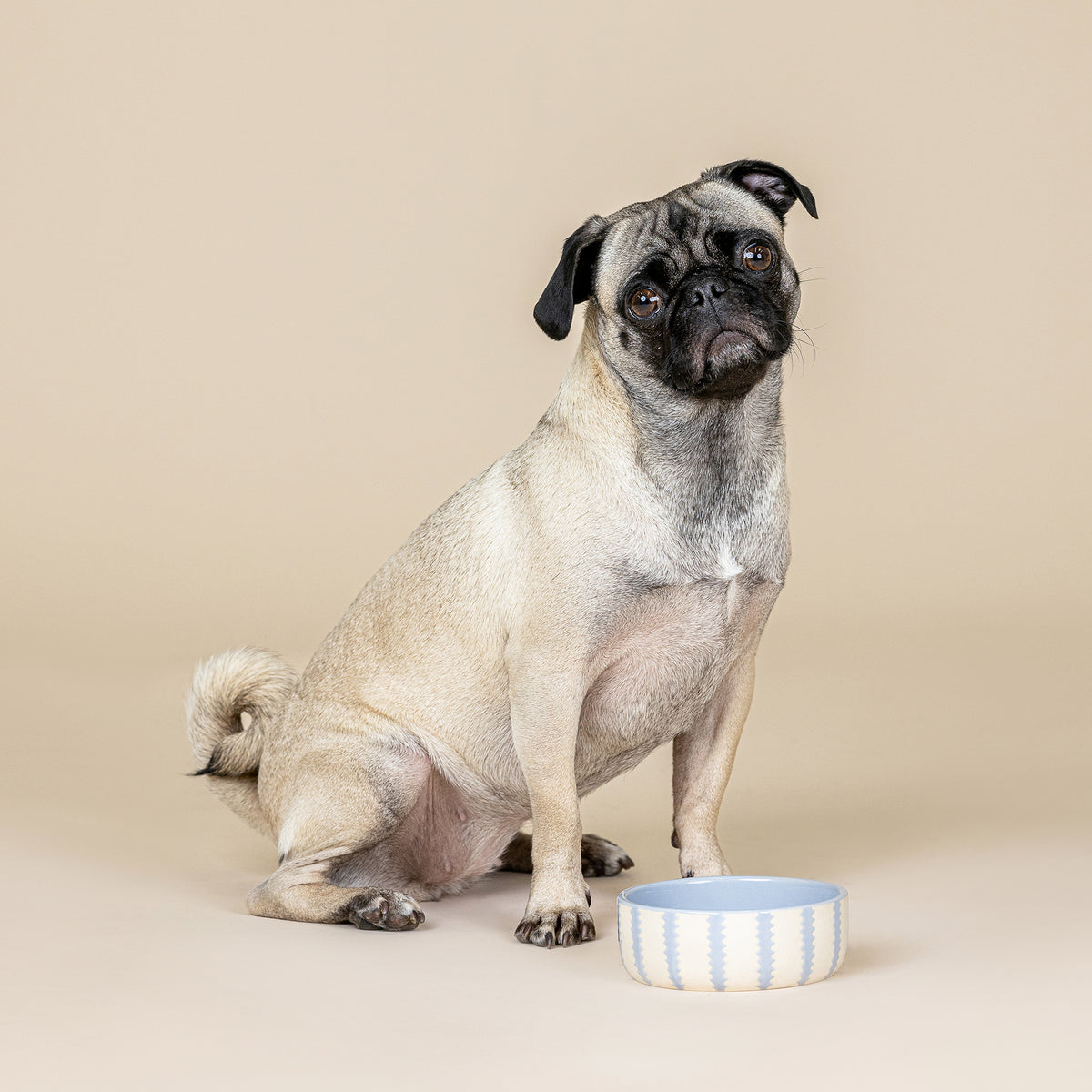 Rounded Scallop Powder Blue Small Dog Bowl