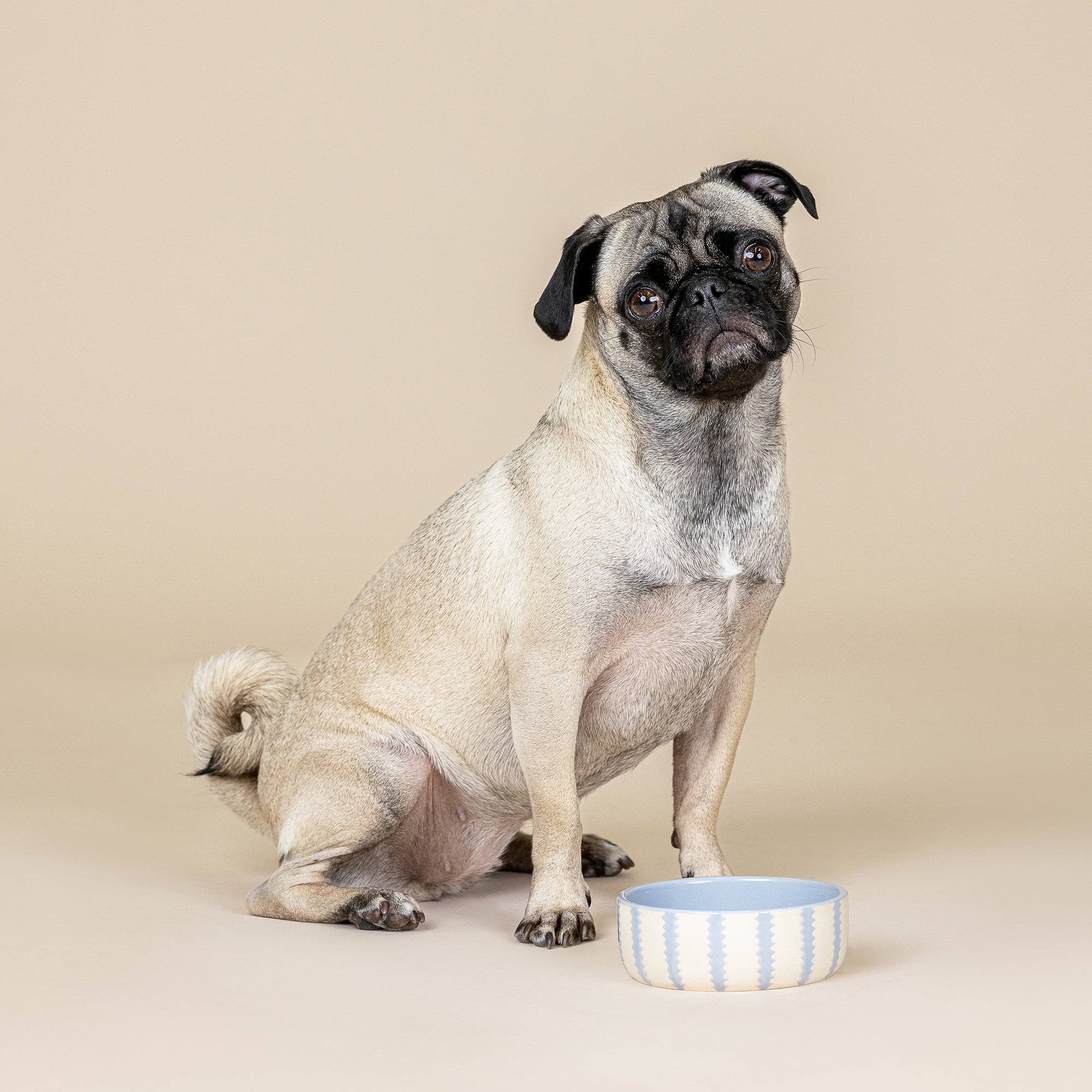 Rounded Scallop Powder Blue Small Dog Bowl