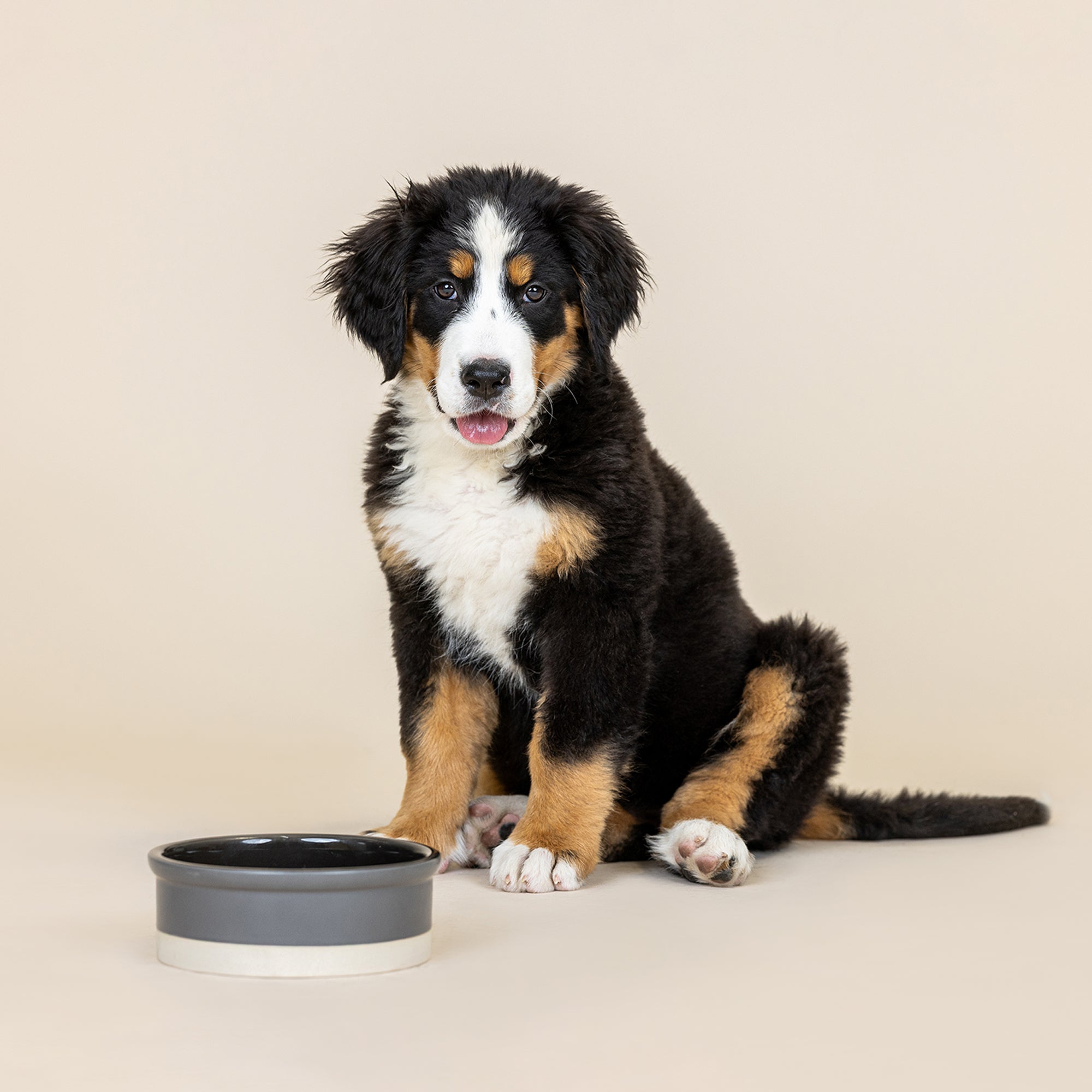 Bone Charcoal Medium Stoneware Dog Bowl