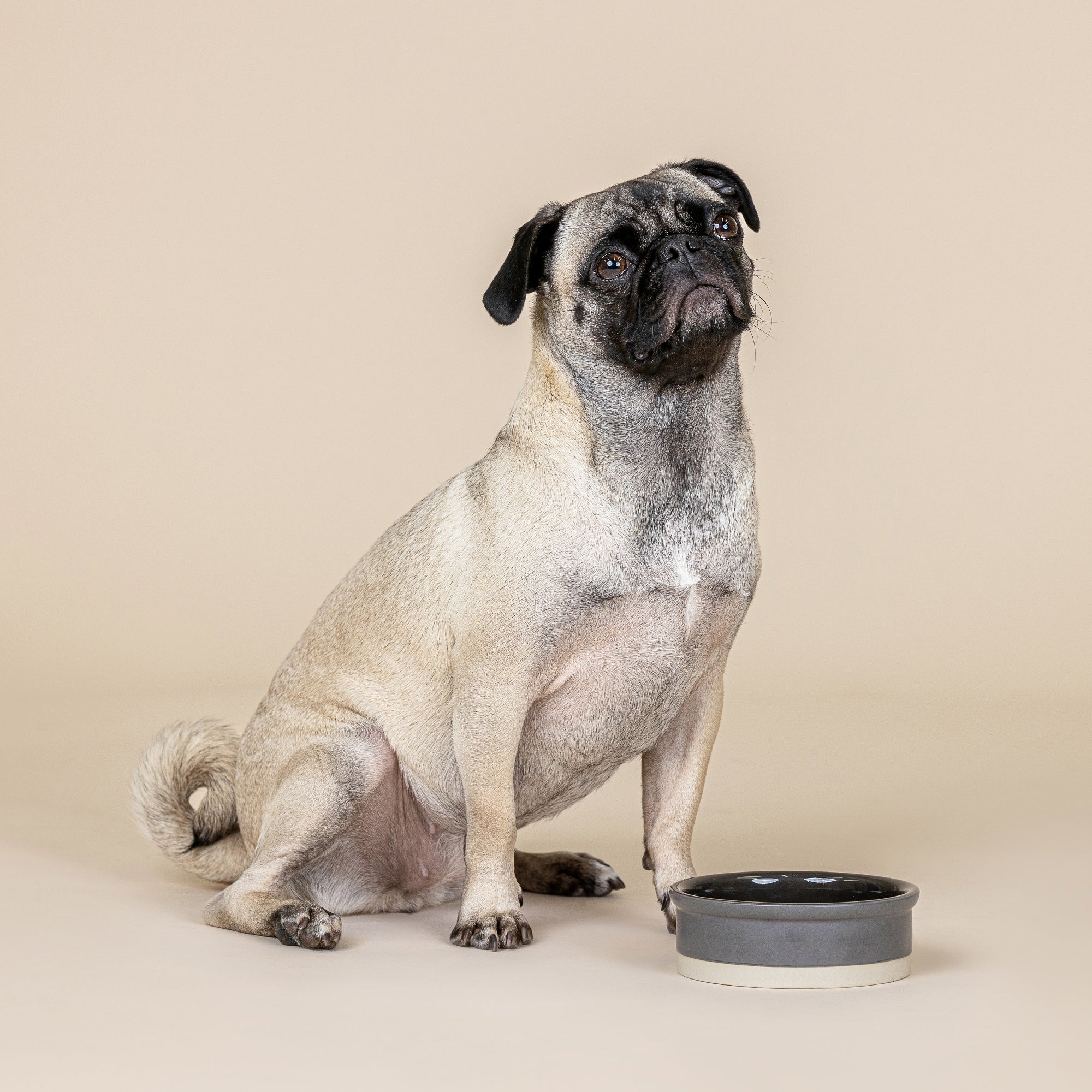 Bone Charcoal Small Stoneware Dog Bowl
