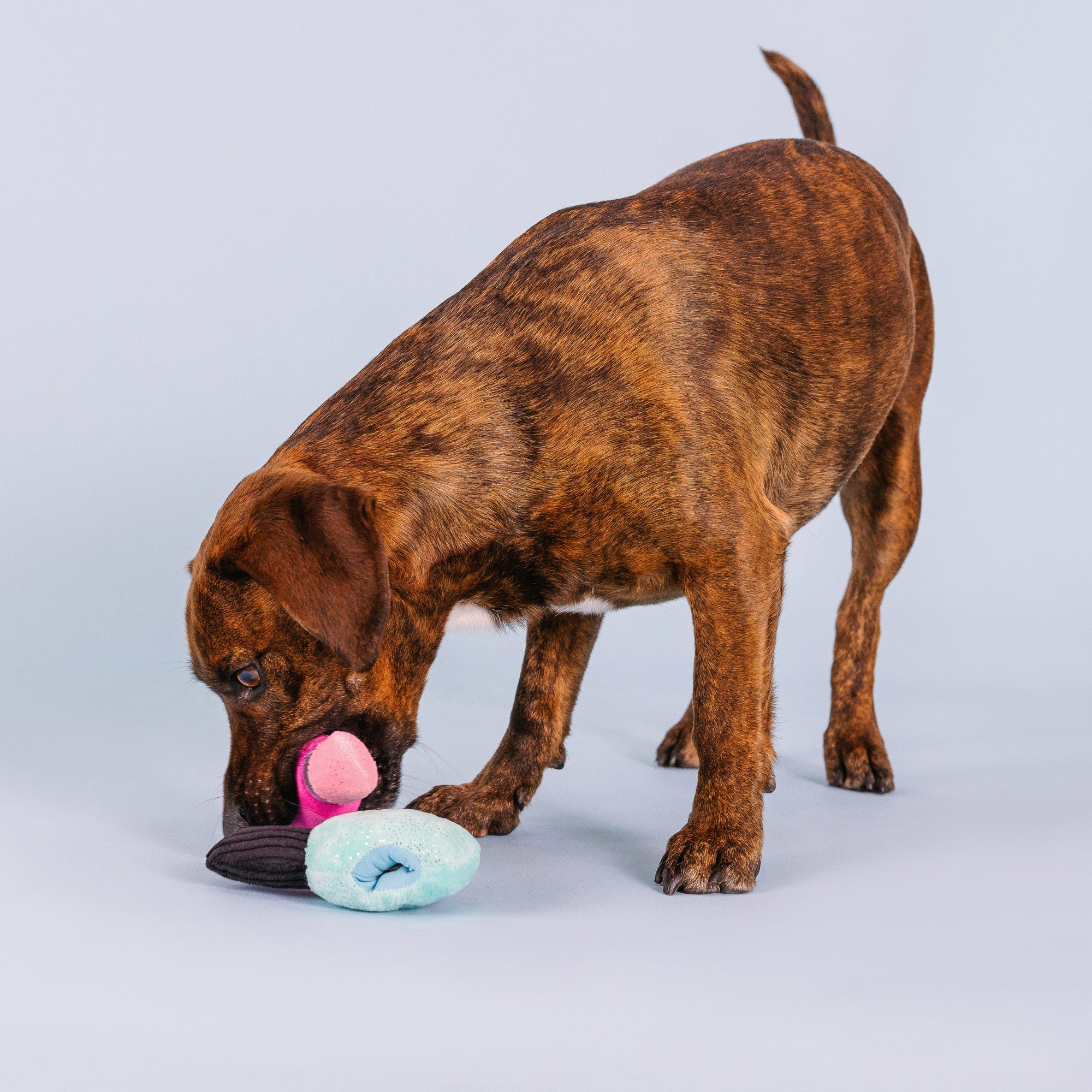Wake Up And Make Up 2pc Nose Work Plush Dog Toy Set