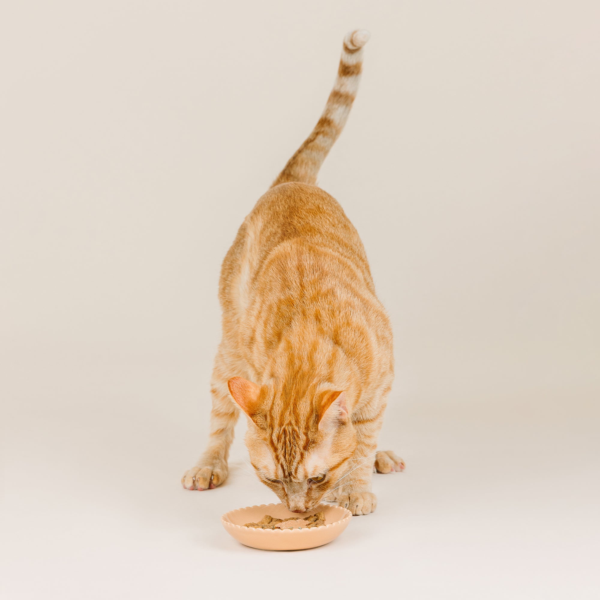 Scalloped Edge Light Coral Cat Saucer