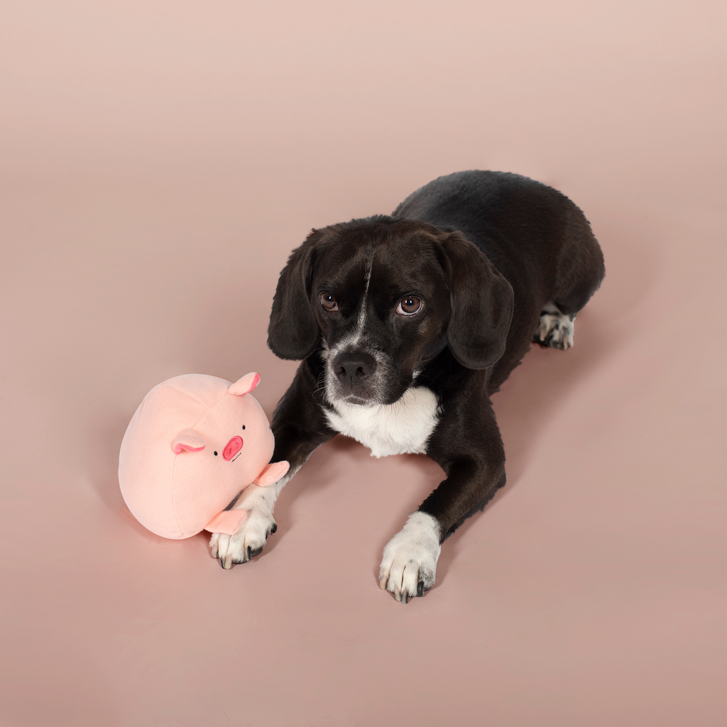 Pig Dog Toy