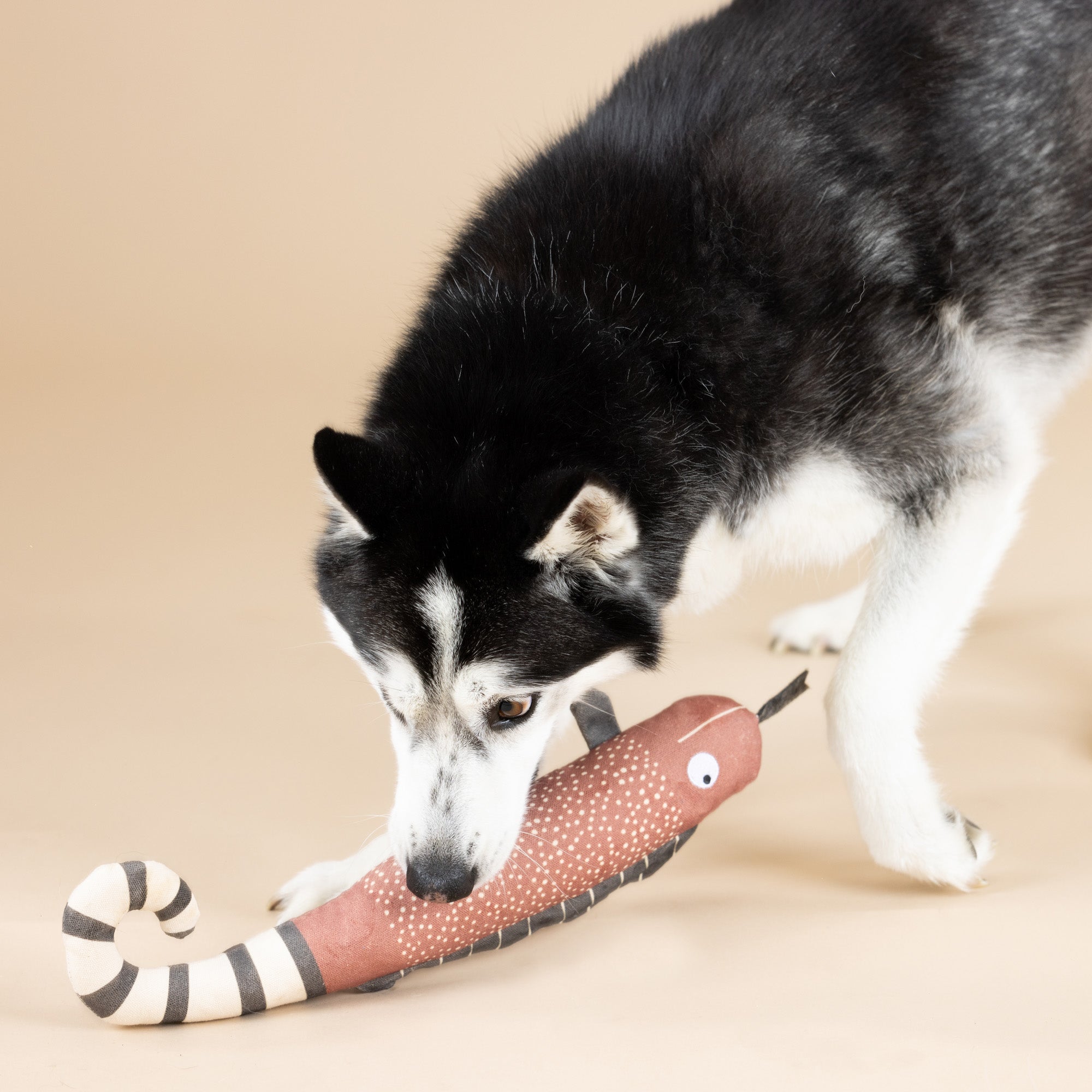 One In A Chameleon Canvas Dog Toy