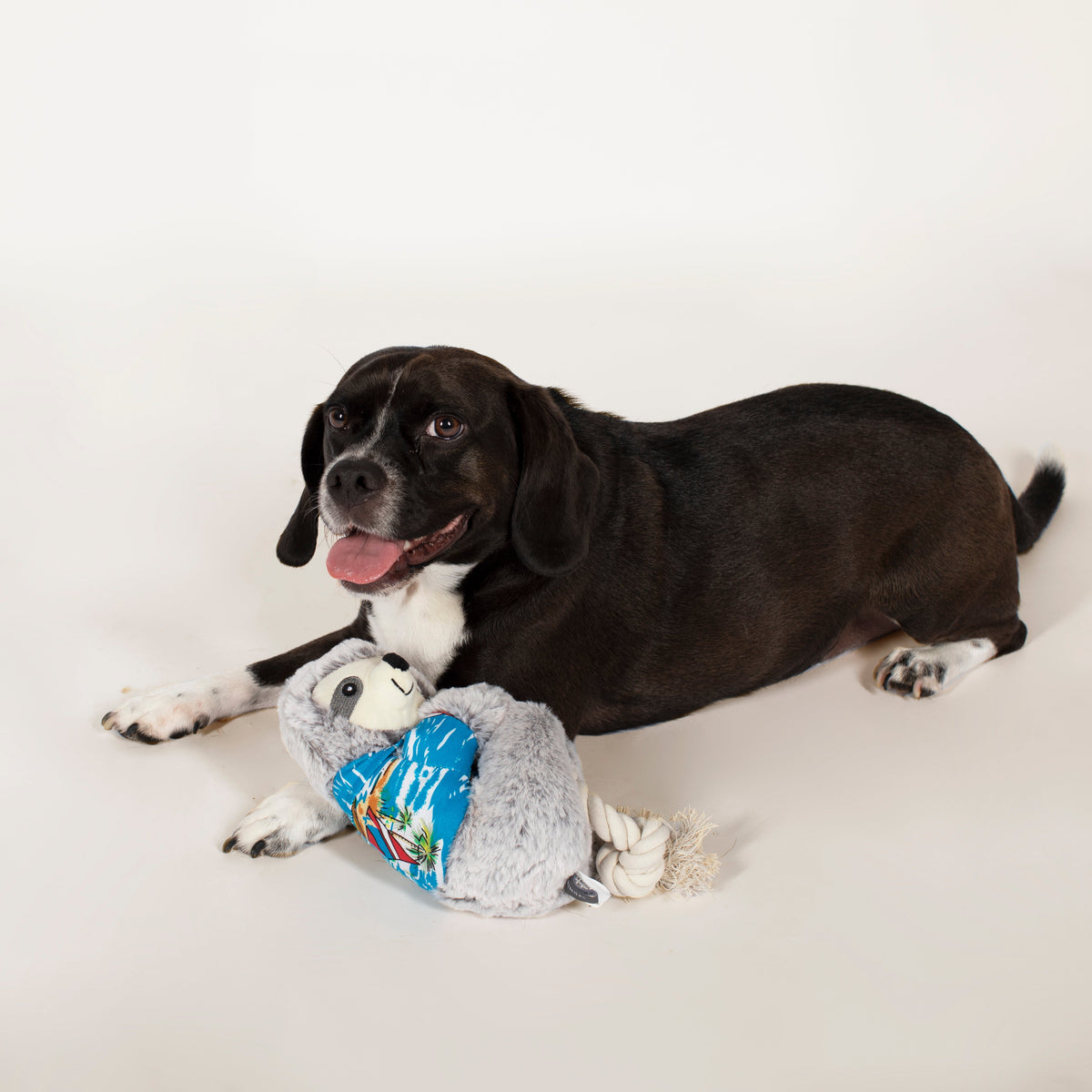 Summer Ray the Sloth Plush Dog Toy