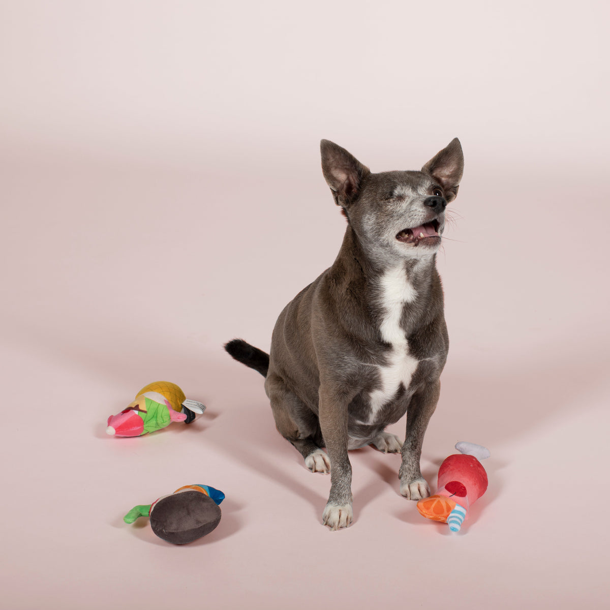 Tropical Ruff Punch 3pc Mini Plush Dog Toy Set