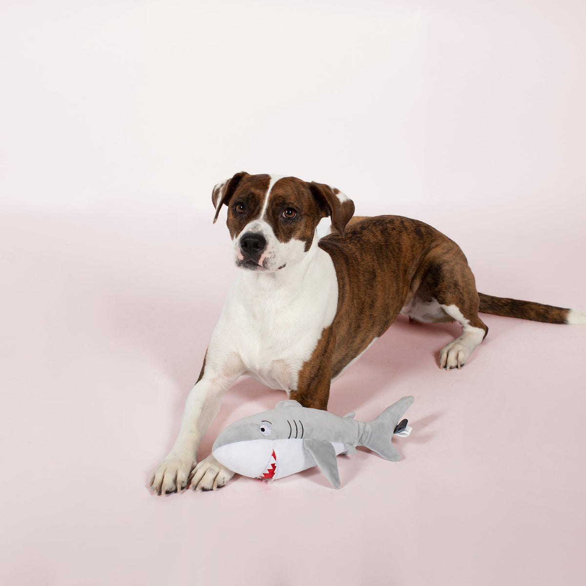 You Can't Swim With Us! Plush Dog Toy