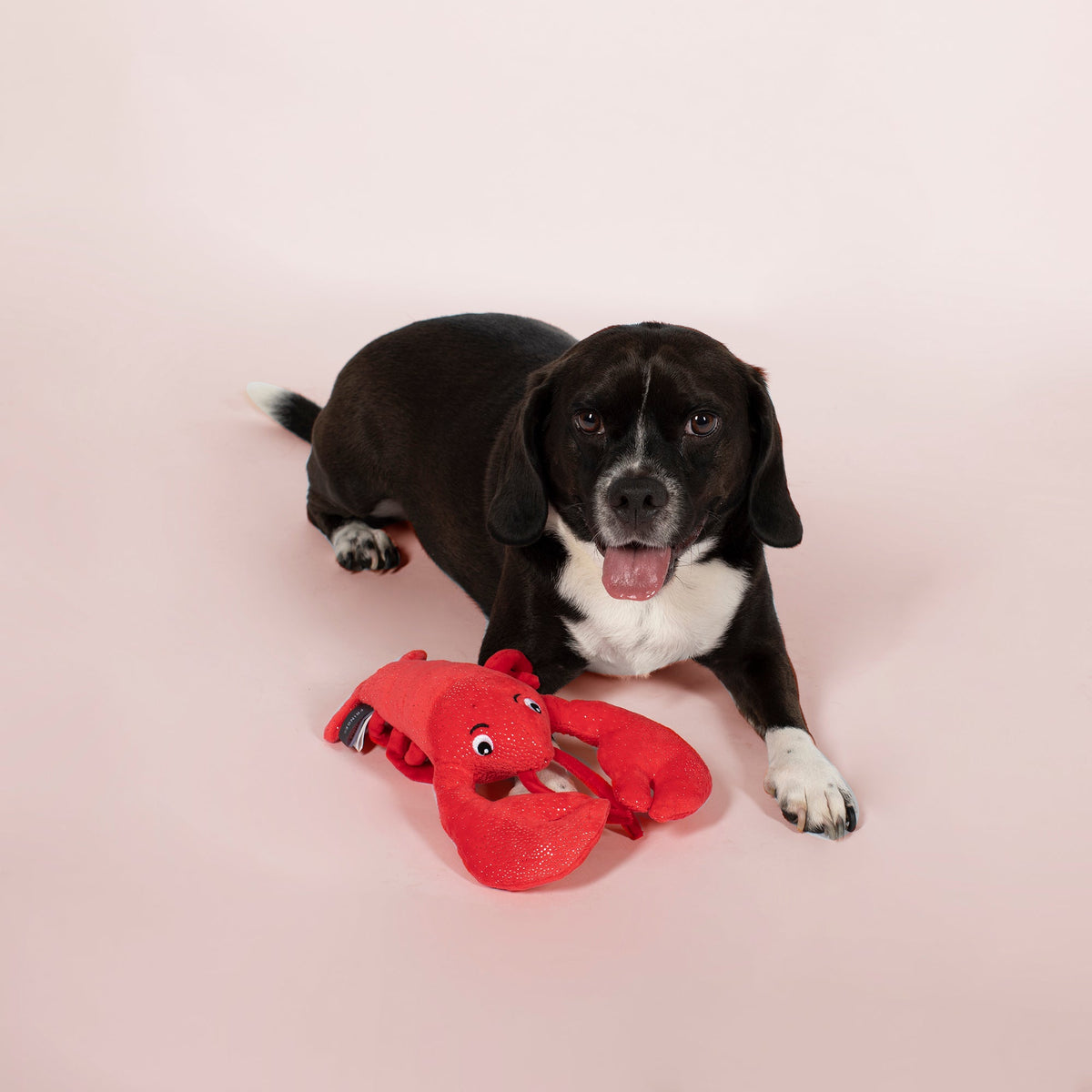 Leonardo Da Pinchi Plush Dog Toy