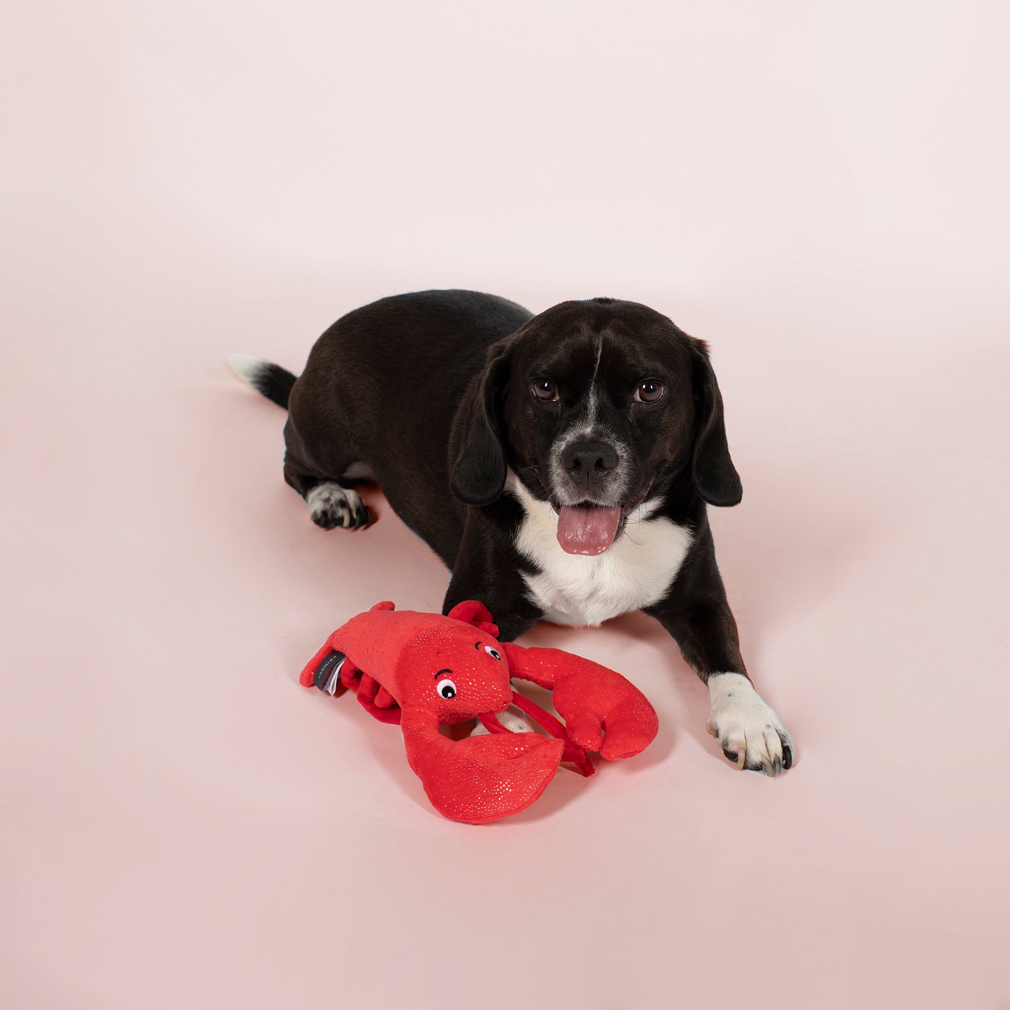 Leonardo Da Pinchi Plush Dog Toy