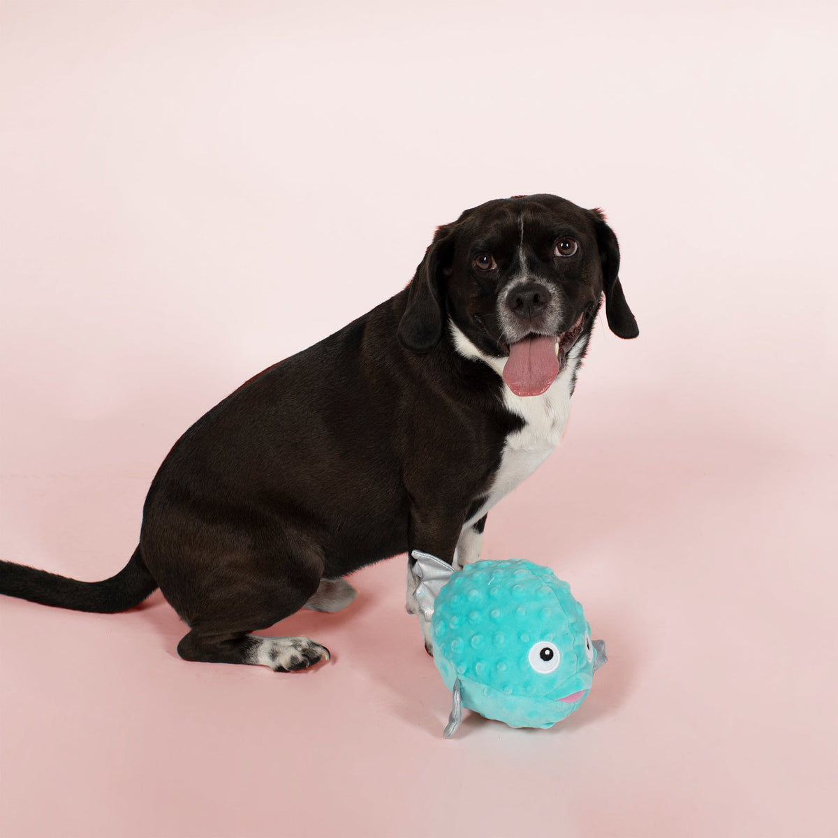Puffed Up Bubbles Plush Dog Toy