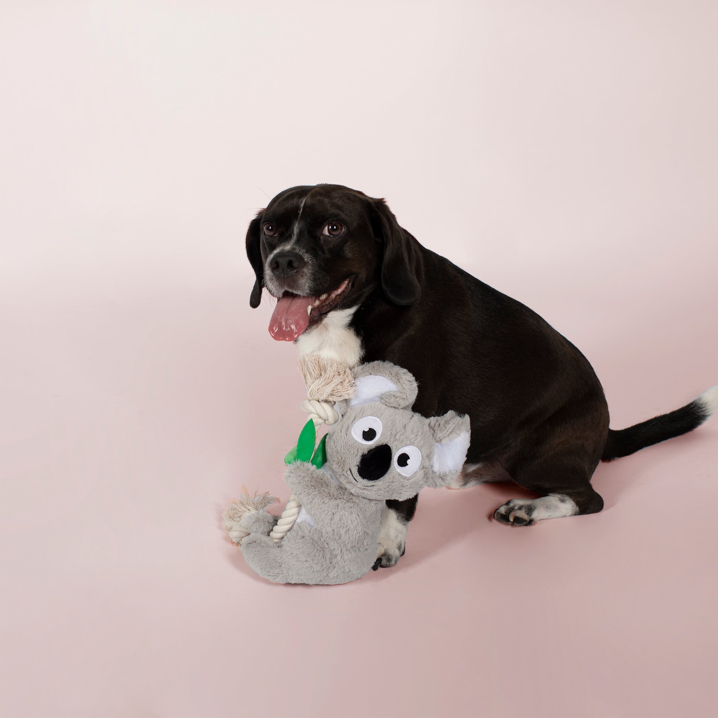 Koa The Koala Plush Dog Toy With Rope