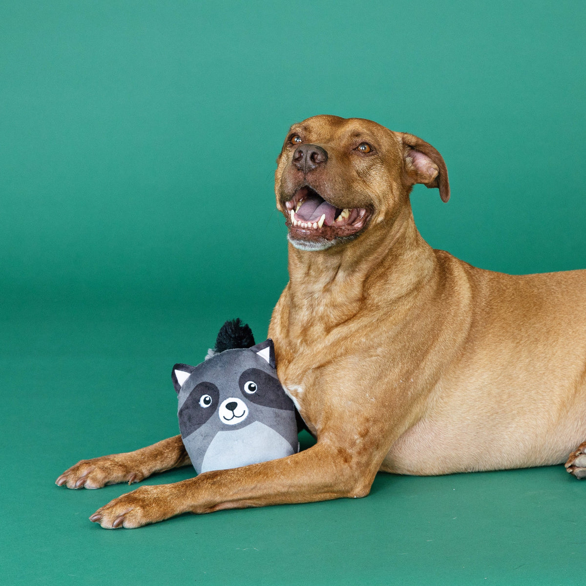 Wagsdale Rocky Raccoon Dog Toy