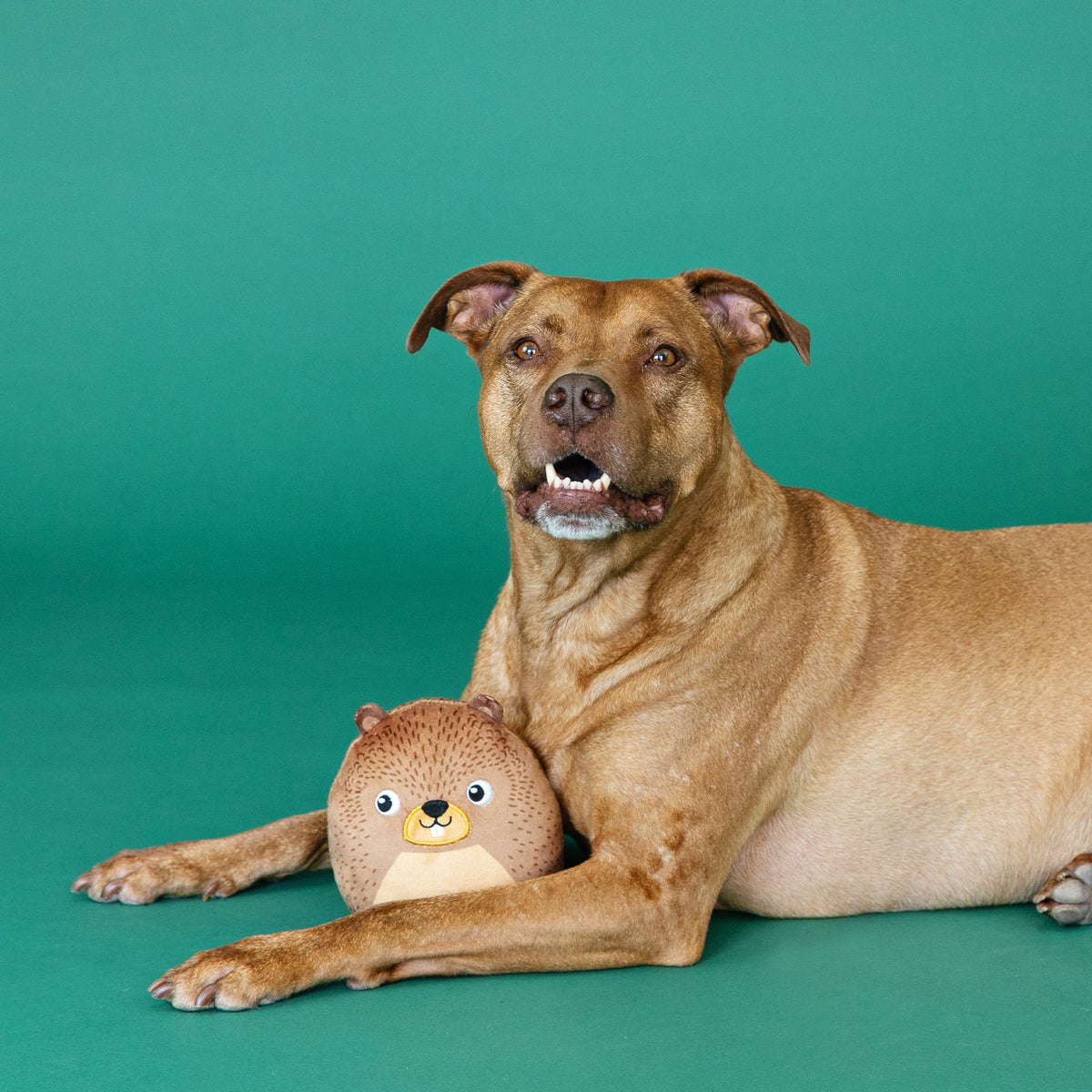 Wagsdale The Dam Boss Dog Toy