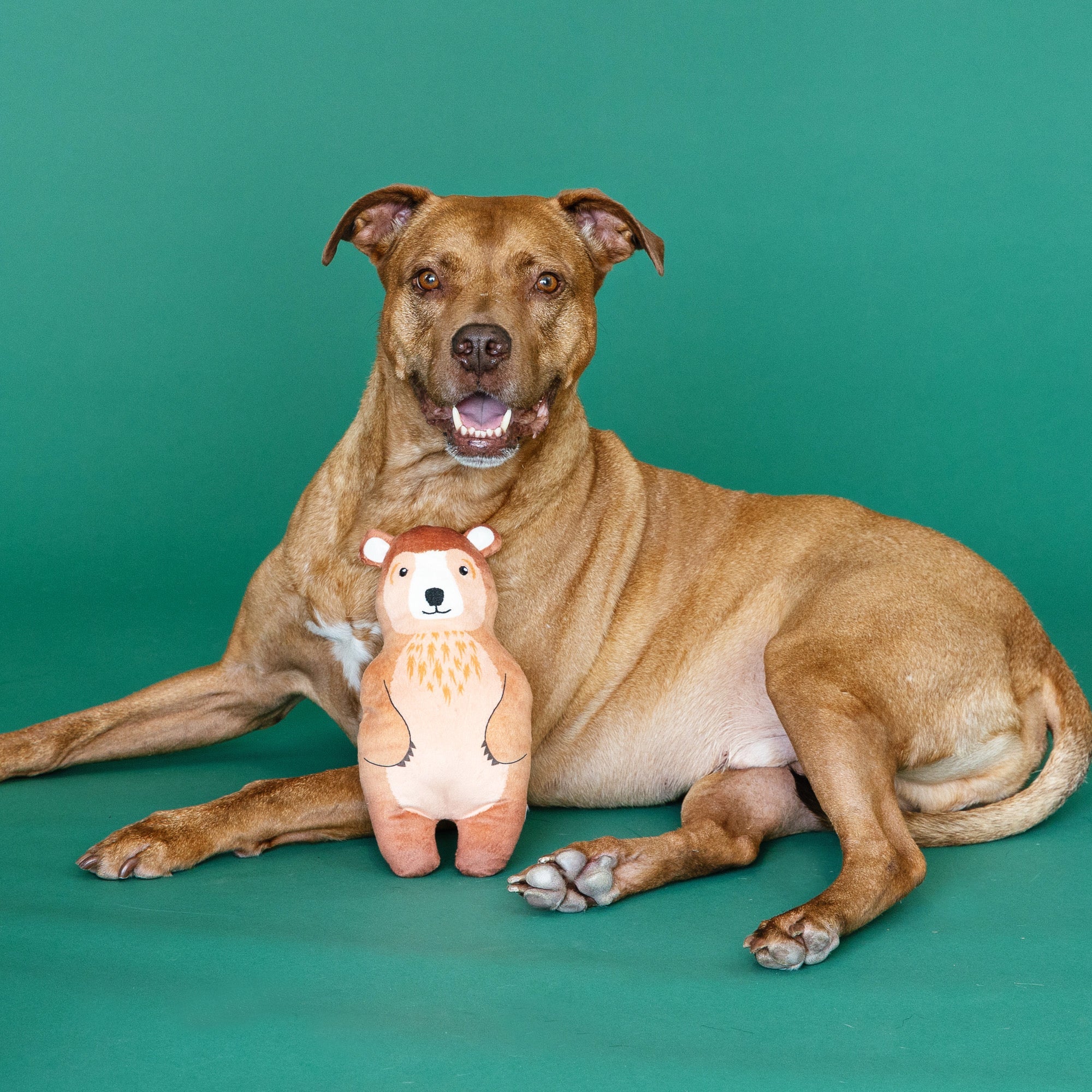 Wagsdale Grin And Bear It Dog Toy