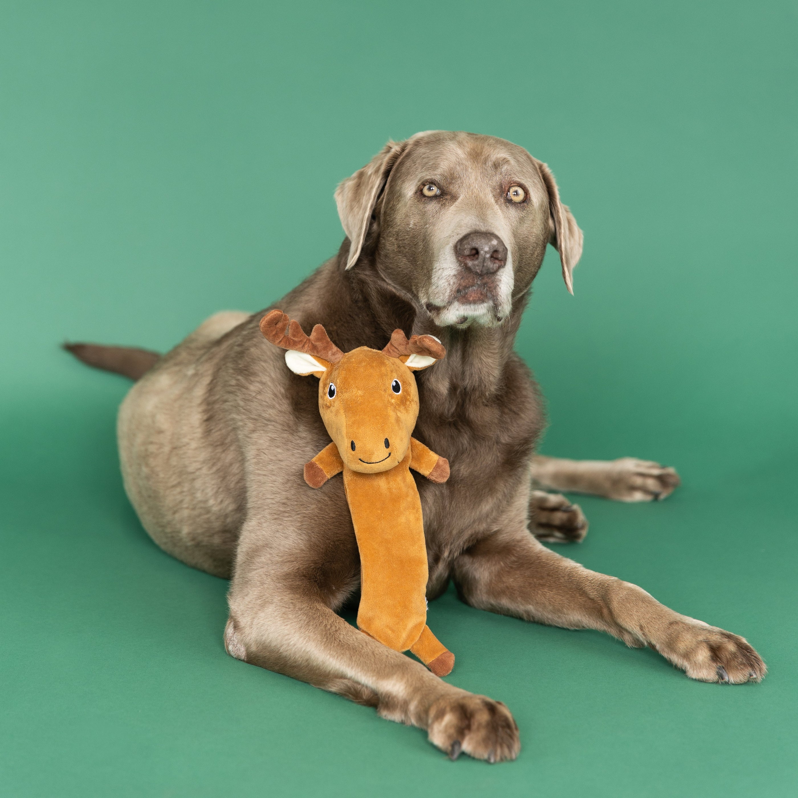 Wagsdale Don't Moose With Me Flattie Dog Toy