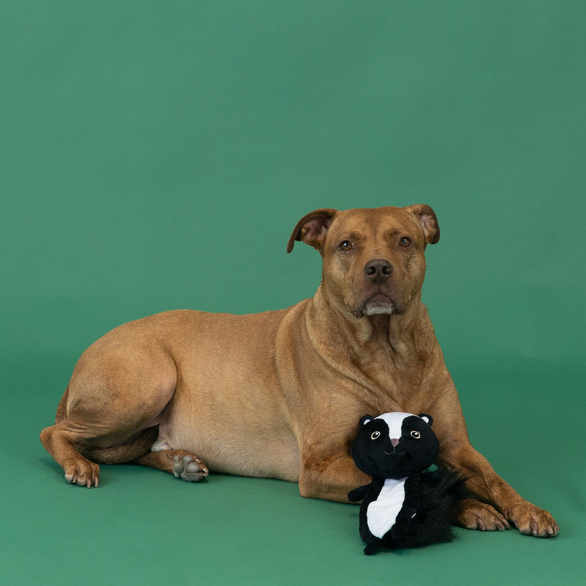 Wagsdale Wasn't Me Flattie Dog Toy