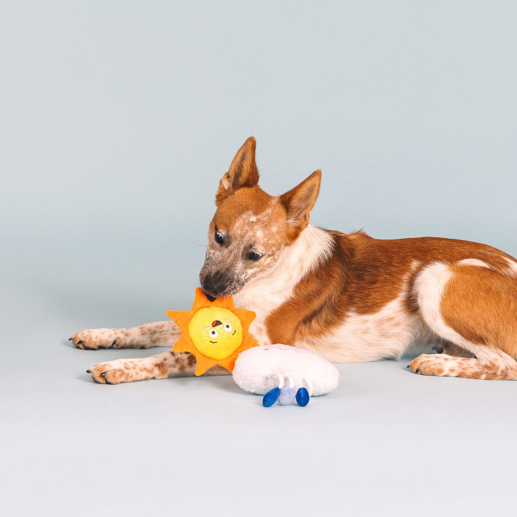 Time For A Change In Weather Dog Toys