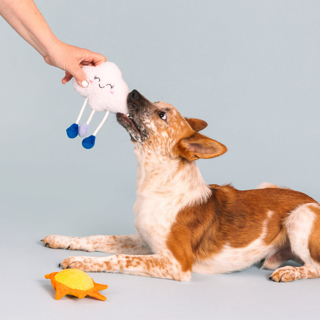 Time For A Change In Weather Dog Toys