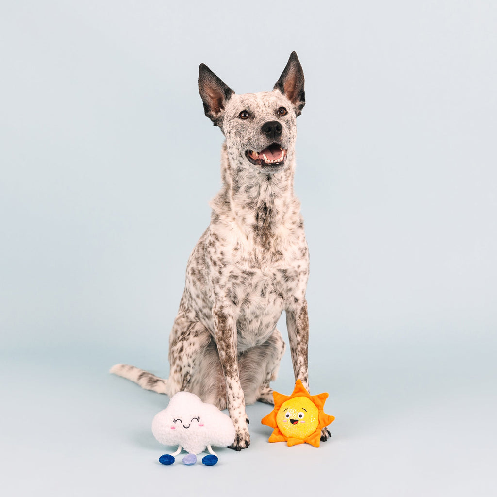 Time For A Change In Weather Dog Toys