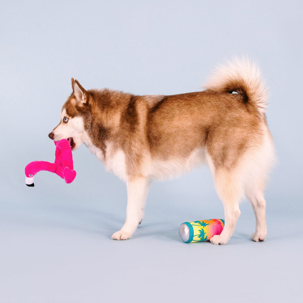 Pool Days, Sun Rays Dog Toys