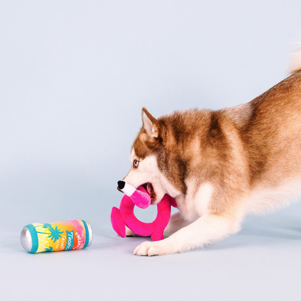 Pool Days, Sun Rays Dog Toys
