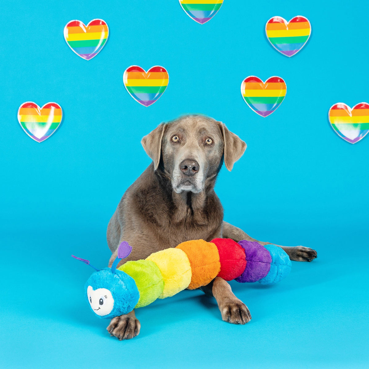 Don't Bug Me Dog Toy