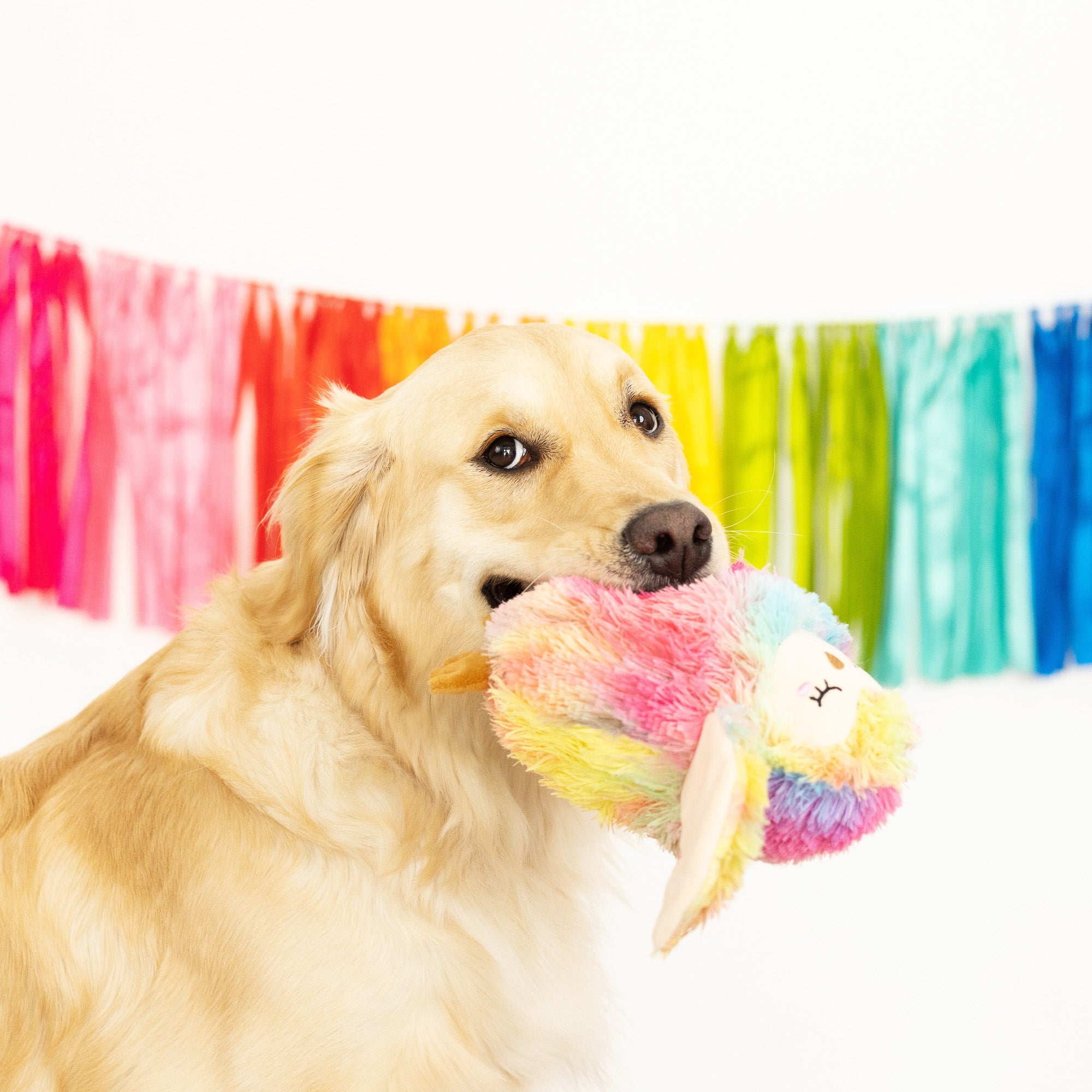 Be Hoo You Are Plush Dog Toy
